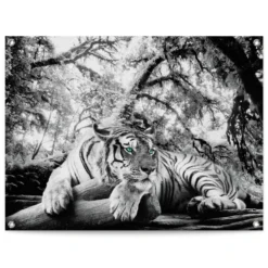 Tuinposter Tijger 60x80 Cm Zwart-Wit