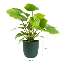 QUVIO Wand Bloempot Plastic - Donker Groen - POPPY