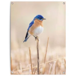 Tuinposter Blauw Vogeltje 80x60 Cm Blauw